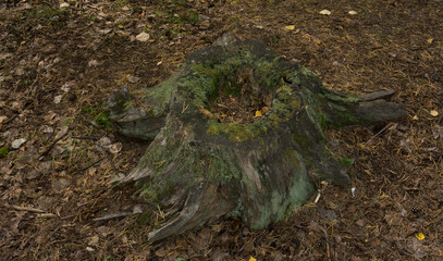 Old rotten stump in the forest overgrown with moss