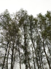 Obraz premium autumn trees