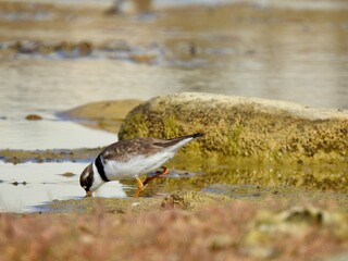 Small birds of Nunavut. Cute little birds on the ground.