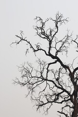 silhouette of a dry tree