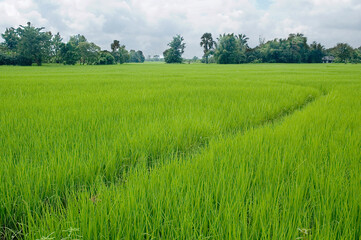 Obraz premium green rice field