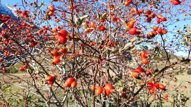 Bush full of red berries moving in the wind in a mountain environment