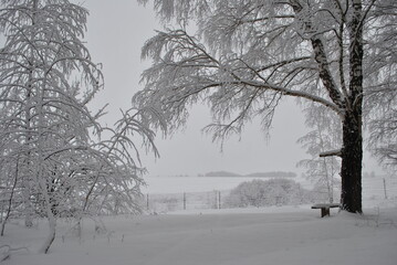 
winter journey road track movement winter tale snow snow-covered trees snow on trees trees bushes Christmas new year white snow snow drifts