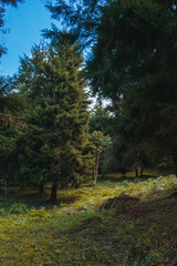 bosque de pinos en la naturaleza con cielo azul halloween 
