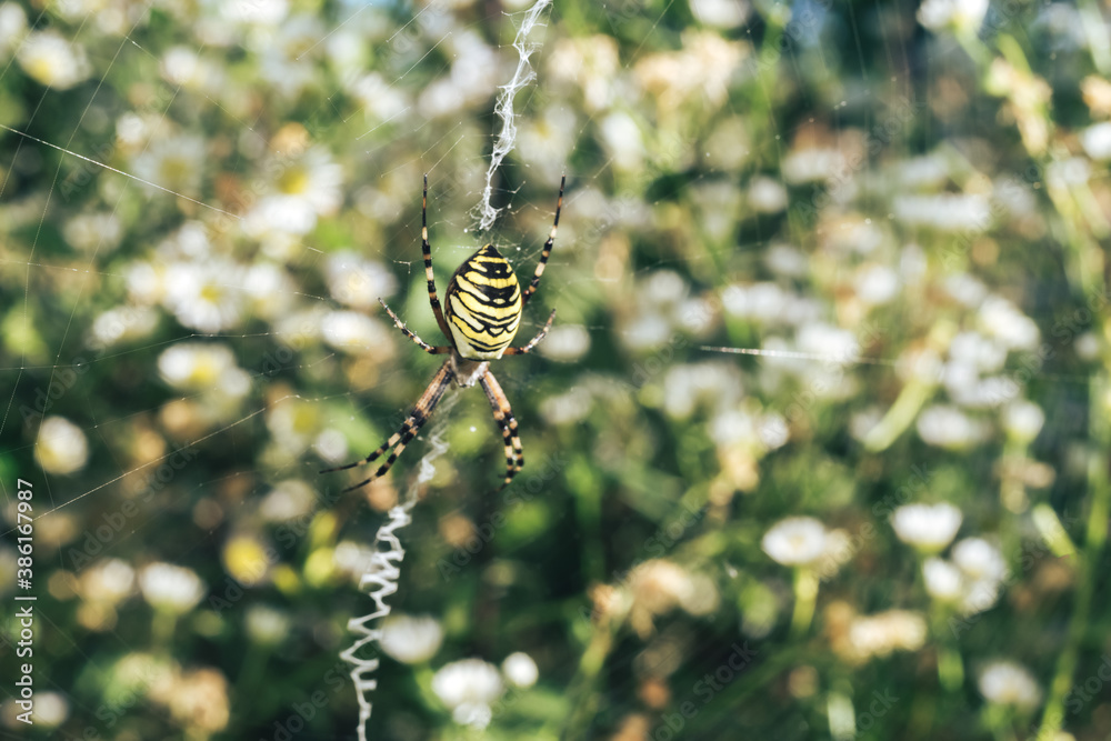 Poster close up cobweb or spider's web against a natural background, dew on a spider .