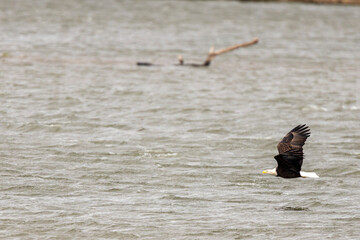 American Bald Eagle A1R_0656