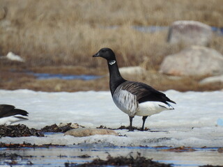 Brandt goose from Tutton Bay, Igloolik Island