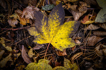 Autumn leaves closeup view - natural background. Shallow depth field.