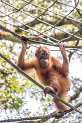 a baby Bornean orangutan is hanging on rope
The orangutan is a critically endangered species, with deforestation, palm oil plantations, and hunting posing a serious threat to its continued existence