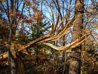 Broken trees and broken branches after a storm wind in the autumn forest.
