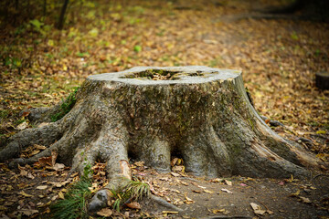 Obraz premium Tree stump in the autumn forest. Selective focus.
