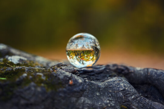 Lensball laying on the tree stump with autumn forest in the background.