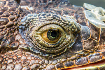 The Red Iguana(Iguana iguana) eye closeup image. 
it actually is green iguana, also known as the American iguana, is a large, arboreal, mostly herbivorous species of lizard of the genus Iguana.