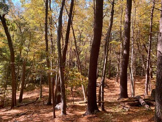 autumn in the woods