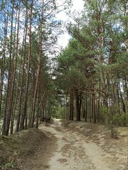 path in the woods