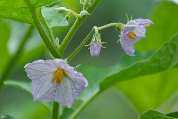 Purple eggplant flowers blooming