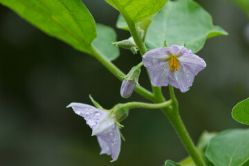 Purple eggplant flowers blooming