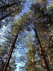 trees in autumn