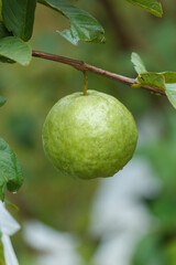 Guava Kimchu Fruit on the tree in the garden