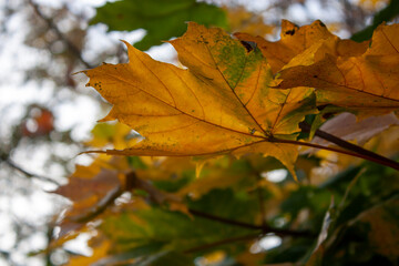 Yellow maple leaves on a tree close-up. Side view of yellowed maple leaves in autumn.