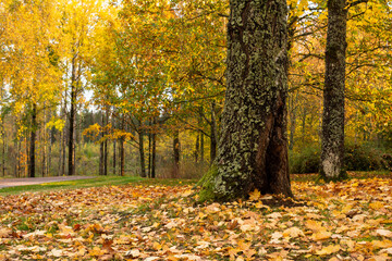 autumn trees in the park