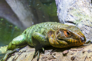 The Northern caiman lizard lies on the trunk. 
It is a species of lizard found in northern South America.
The body of the caiman lizard is very similar to that of a crocodile. 