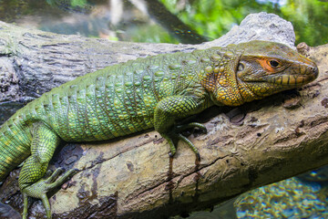The Northern caiman lizard lies on the trunk. 
It is a species of lizard found in northern South America.
The body of the caiman lizard is very similar to that of a crocodile. 
