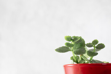 Small plant in pot isolated on a gray background by front view