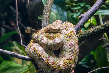 eyelash viper (Bothriechis schlegelii) is  a species of venomous pit viper in the family Viperidae. The species is native to Central and South America. Small and arboreal.