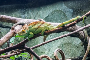 Foto op Plexiglas The Parson's chameleon (Calumma parsonii) is a large species of chameleon, a lizard in the family Chamaeleonidae. It is endemic to Madagascar.  © Danny Ye