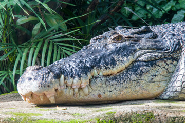 The saltwater crocodile (Crocodylus porosus) is a crocodilian native to saltwater habitats and...