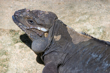 The rhinoceros iguana (Cyclura cornuta) is a threatened species of lizard in the family Iguanidae that is primarily found on the Caribbean island of Hispaniola. The closeup head image.