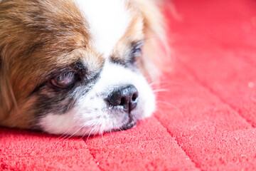 Old age blind pekinese dog with cataract on both eyes