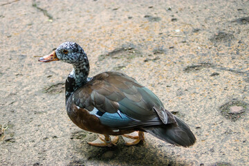 the closeup image of White-winged duck (Asarcornis scutulata) 
Large species of duck, the dark body contrasting with a whitish head and neck.