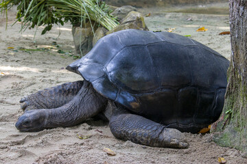 Fototapeta premium The closeup image of Aldabra giant tortoise(Aldabrachelys gigantea) . It is from the islands of the Aldabra Atoll in the Seychelles, is one of the largest tortoises in the world