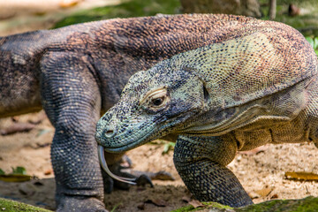 The Komodo dragon is walking with tongue out. 
it is also known as the Komodo monitor, a species of lizard found in the Indonesian islands of Komodo, Rinca, Flores, and Gili Motang.