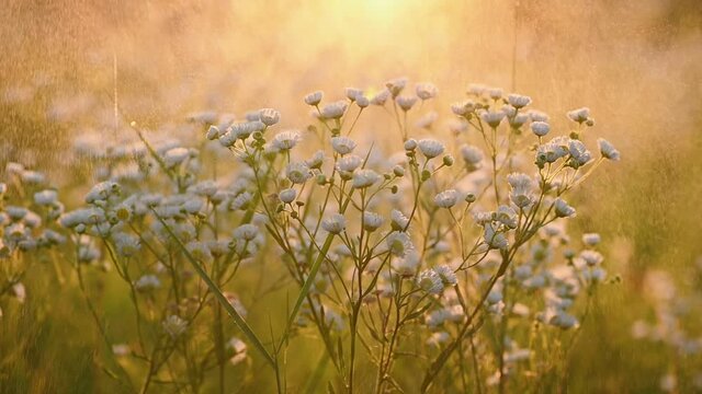 Daisy fleabane sunrise slow motion