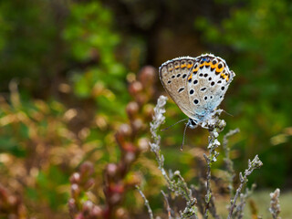 Close up of a butterfly on a flower