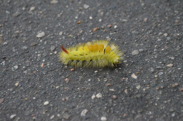 Venomous redtail caterpillar in autumn Park
