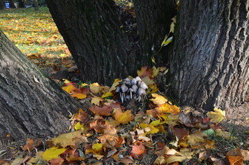 Toadstool mushrooms growing in the roots of poplars.