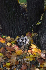 Toadstool mushrooms growing in the roots of poplars.