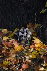 Toadstool mushrooms growing in the roots of poplars.