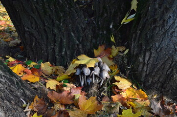 Toadstool mushrooms growing in the roots of poplars.
