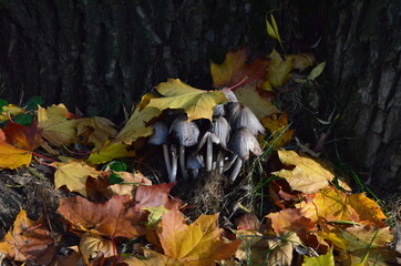 Toadstool mushrooms growing in the roots of poplars.
