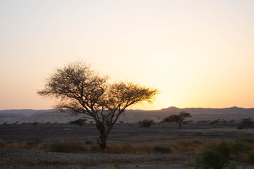 Obraz premium Desert trees in front of Eilat mountains at sunset, Israel.