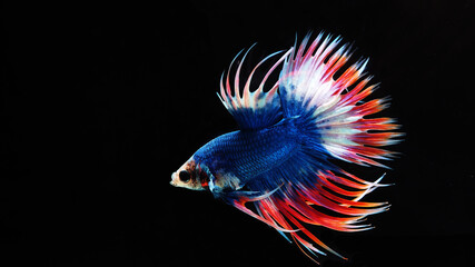 Obraz na płótnie Canvas Beautiful Thai betta fish, crown tail