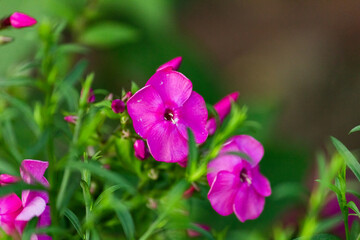 Phlox is a genus of flowering herbaceous plants of the Sinyukhovye family.