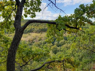 Fototapeta premium tall tree on a mountain above the forest