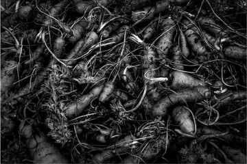 baby carrots in mono