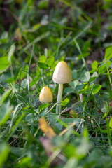 Amanita, a deadly poisonous mushroom close-up in the grass.